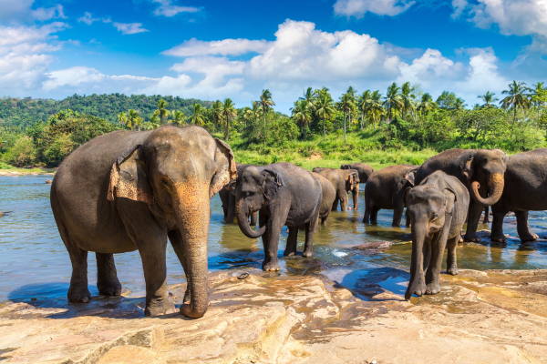 SRI LANKA - ELEPHANTS SANCTUAIRE